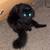 Black male senior cat 1 thumbnail