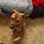Rehoming my one year old dog 3 thumbnail