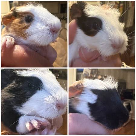 Guinea pig babies 1