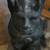 Large Gothic Cast Iron Goblin or Gargoyle Statue 8 thumbnail