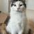 Cat 5 thumbnail