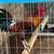 Gallos rooster 11 thumbnail