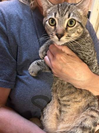 Kittens (Benton City)63827961834753120