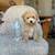 Mini poodle 2 thumbnail