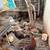 Pullet for breeding 2 thumbnail