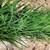 WINDOW PLANTER BOX WITH FAKE GRASS NEW 4 thumbnail