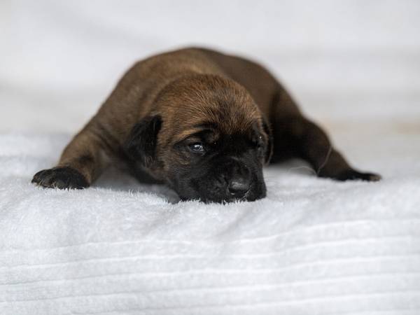 Cane Corso63661942135809123