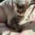 Kittens 5 thumbnail
