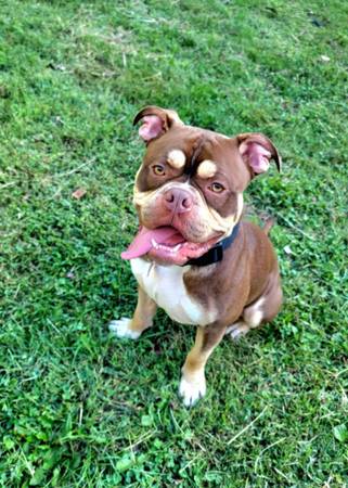 Bully dog 1