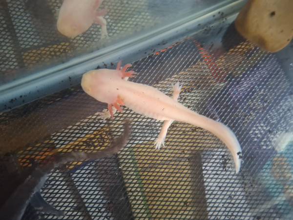Pink albino Axolotl 1