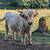 Scottish Highlander Bull 2 thumbnail