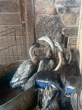 Runner Ducks 1