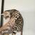 Rehoming Bengal kittens 3 thumbnail