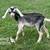 Nubian goats 2 thumbnail