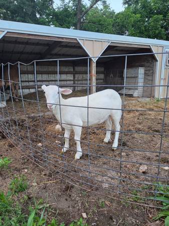 Ewe lamb 1