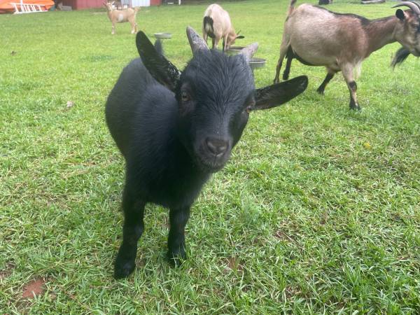 Nigerian Dwarf 1