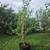 Mulberry trees 1 thumbnail