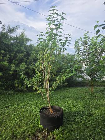 Mulberry trees 1