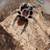 Tarantula 1 thumbnail