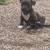 blue nose pitbull puppy 3 thumbnail
