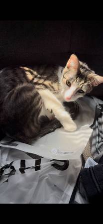 CAT (Los Ángeles 90023)63829610123649123