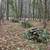 Brush Clearing & Thinning, CCB # 248447 8 thumbnail