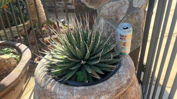 Crazy looking drought tolerant plants 1