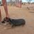 Rehoming 10 month old female blue heeler/German shepherd 4 thumbnail