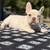 French bulldog 3 thumbnail