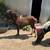 Mini horse 2 thumbnail