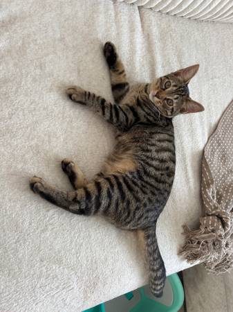 Gatito para reubicar (Isla Staten)63469661961857121