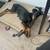 Rehoming Doberman pup 2 thumbnail