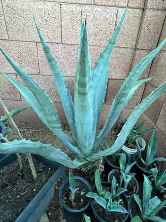 Many Sizes Agave Plants Varieties 1