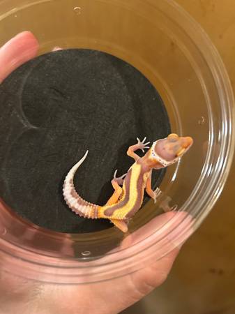 Leopard Geckos 1