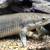 rare lake turkana senegal bichir fish 2 thumbnail