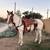 Horse 3 thumbnail