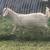 3/4 Savanna 1/4 Kiko cross Doeling Nanny’s Goats 1 thumbnail