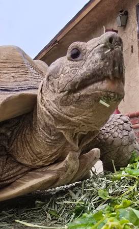 Sulcata Tortoise 1