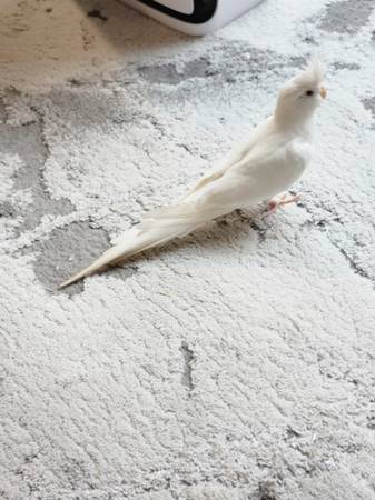 Rehoming my two Cockatiels (san jose west)63874129862659121