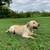 Rehoming 3 yr old male Labrador 7 thumbnail