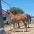 Horse 2y Reg 1/2 arab by Multi-National Champion Dutch Harness Horse 7 thumbnail