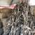 Cornstalks 1 thumbnail