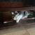 Free kittens / cats 3 thumbnail