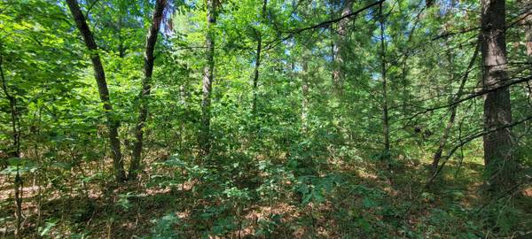 $7,900 .23 Acres in Idlewild! Get Your Own Slice of Paradise! MLS#25032160 (Idlewild)64037895214594123