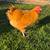 Buff Orpington Rooster 2 thumbnail