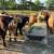 Mini cattle / Mini Moos / Miniature cattle 1 thumbnail