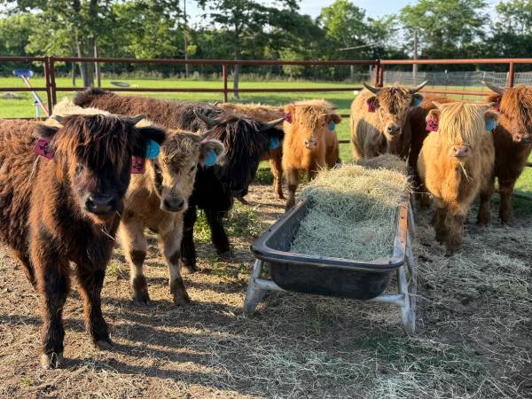 Mini cattle / Mini Moos / Miniature cattle 1