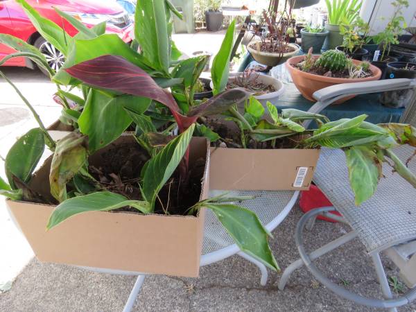 FREE MIXED LARGE CANNAS - farm & garden - by owner - sale - craigslist