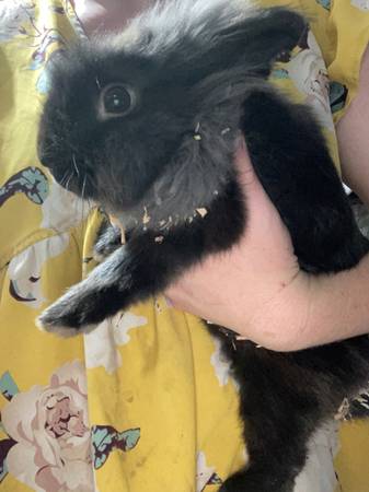 Lionhead rabbit (Morris)63961118628354122