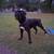 Male Cane Corso 2 thumbnail